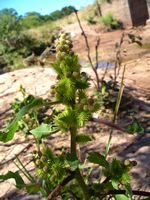 Xanthium strumarium fl4-t.JPG